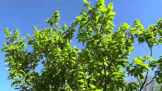 Early chestnuts are putting on catkins April 11, 2024