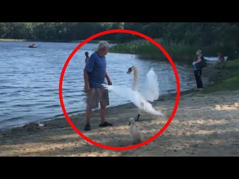 Лебеди нападают на людей защища
я своих птенцов! Белое озеро