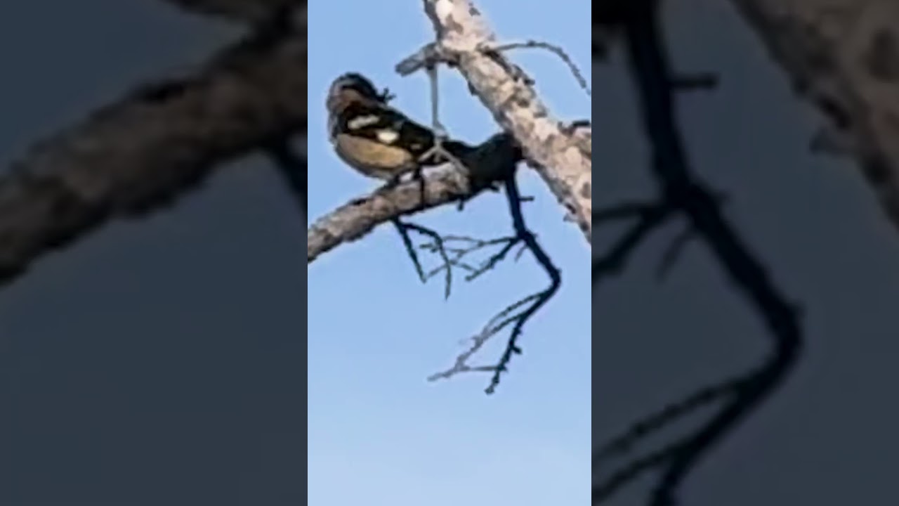 Wildflowers in the Rocky Mountains of Colorado 2025 #wildflowers #colorado #rockymountain