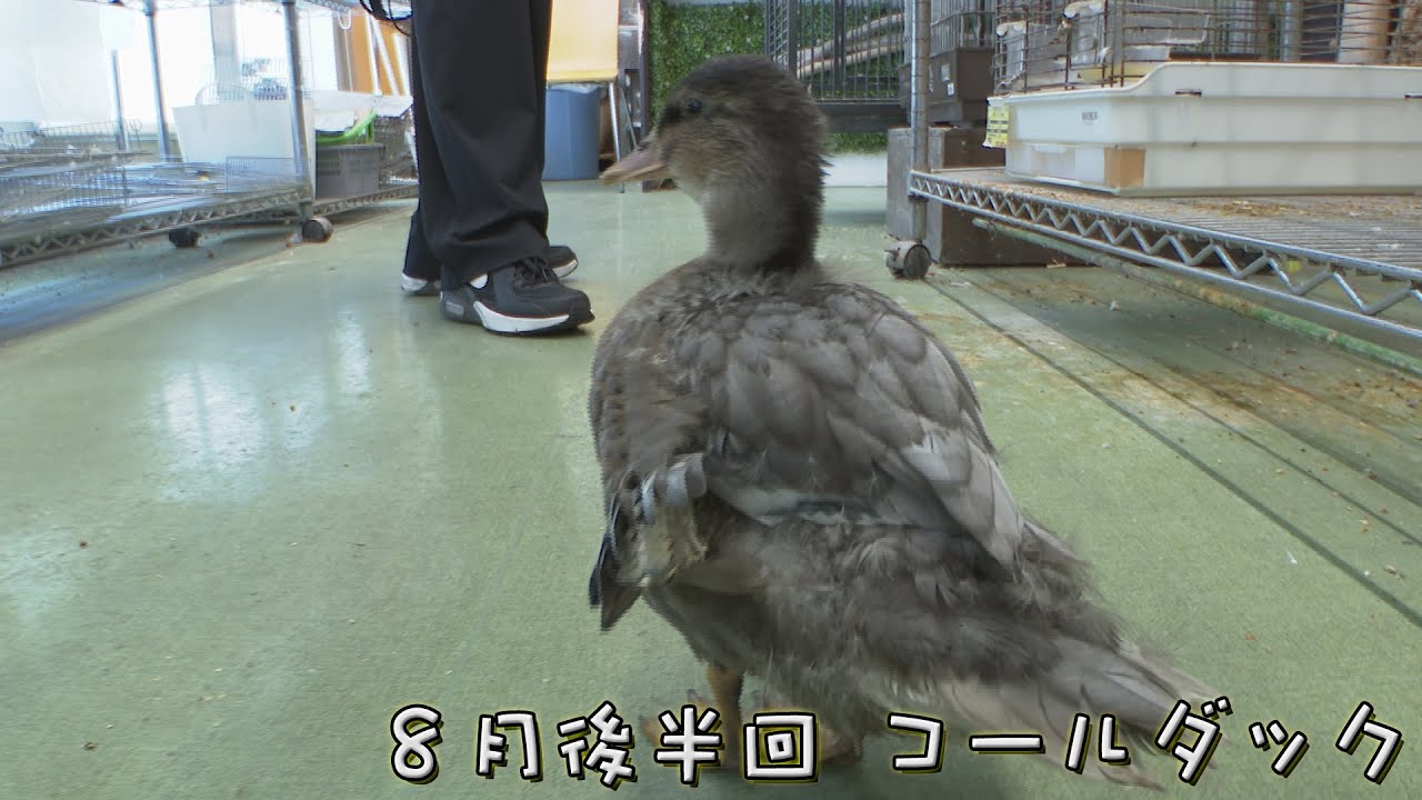 ペットずかん 2025 8月後半回 コールダック - YouTube