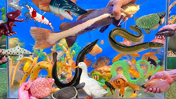 Video tổng hợp cá cảnh đẹp, cá rồng, cá la hán, vịt, cá sấu, cá mập đốm, rắn, sinh vật dưới nước