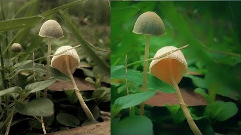 snapseed editing.  snapseed nature tutorial