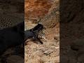 No thoughts just smack. Animal version of hit and run. #manishbabusrinivas #funnyvideo #blackpanther