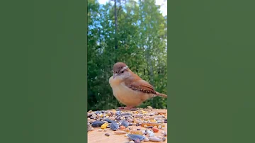 صوت طير رهيب طيور 