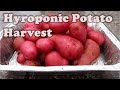 Hydroponic Potato Harvest
