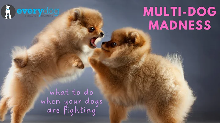 Multi-Dog Madness: Restoring the Peace When Your D...