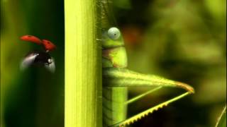 Full Minuscule.S01E27..Catapult Update