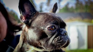 Male vs. Female French Bulldog: Which One is Right for You?