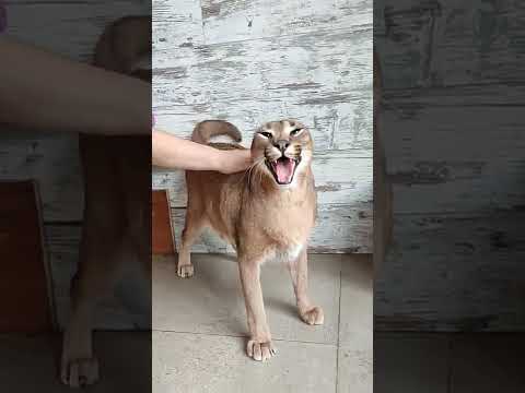 Любимые чухи, Каракал Шаня подпускает к себе только девочек.Caracal loves to have her back scratched