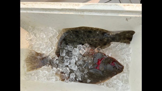 Revealing Flounder/Fluke Fishing with Live Bait Underwater View