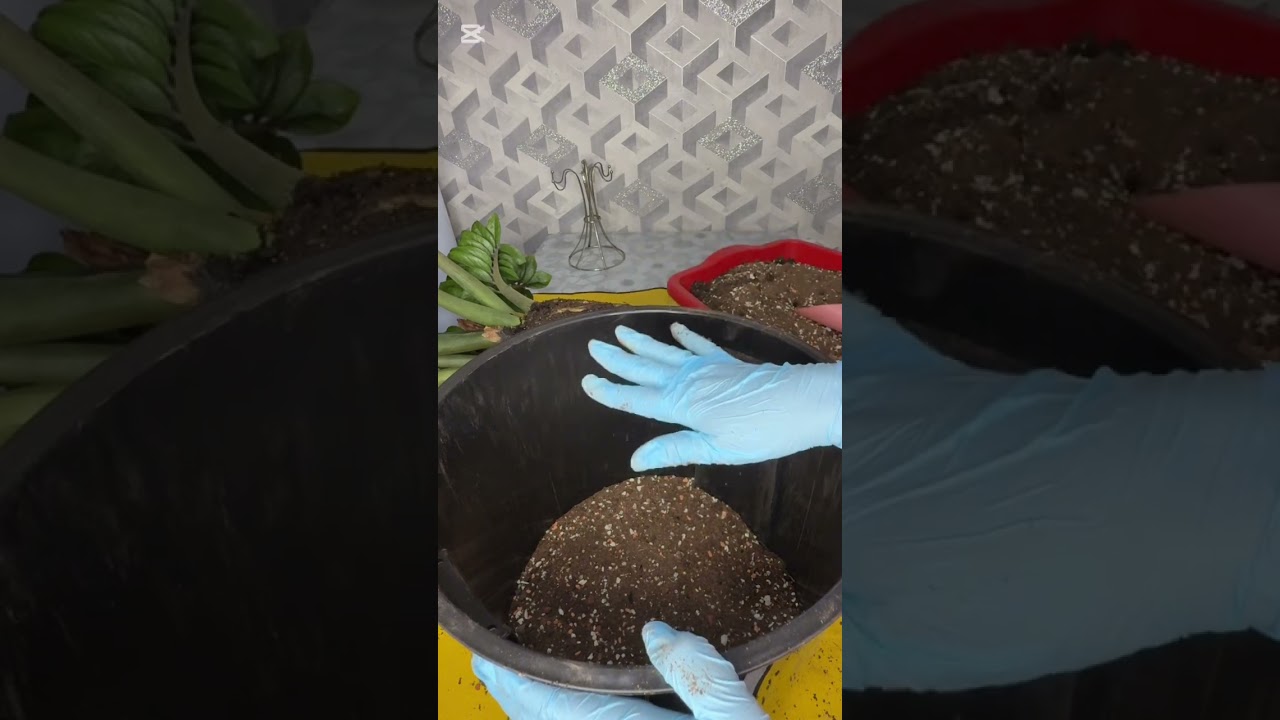 N°-456. ЗИНЗИ ГУЛИМНИ ЯНГИ ТУВАКГА ЎТҚАЗДИМ😍🥰😍