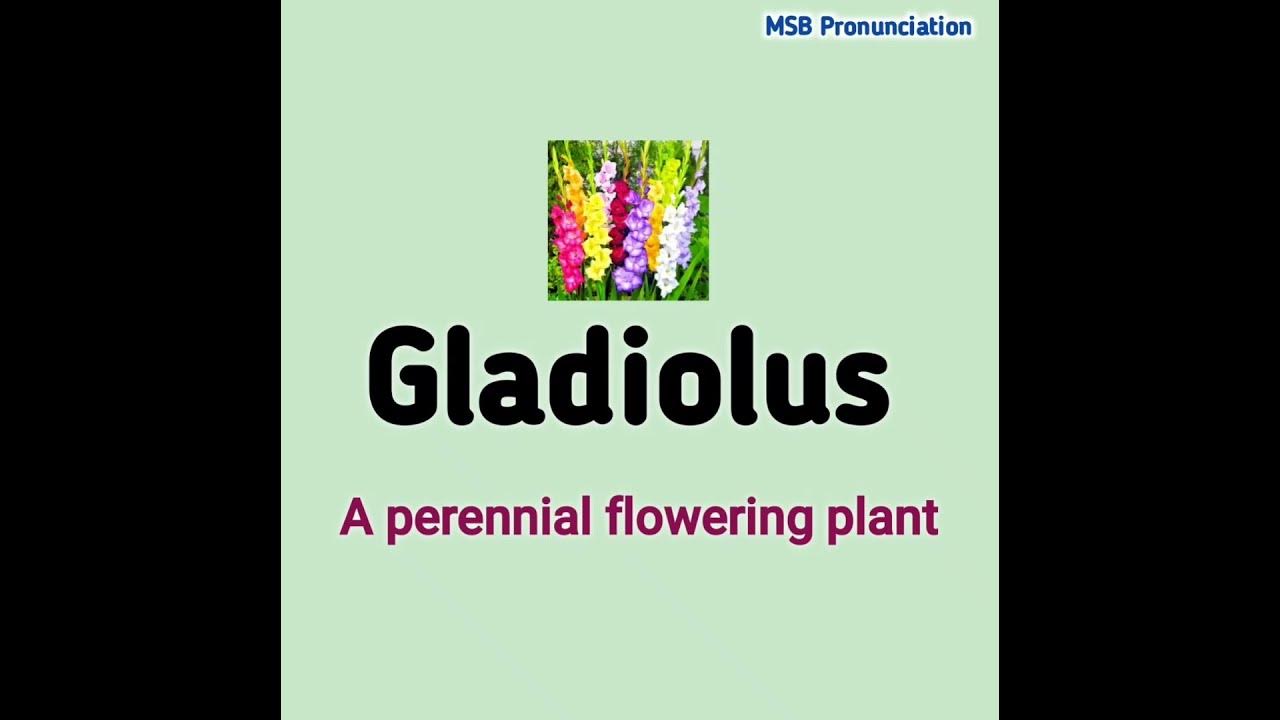 Gladiolus Pronunciation of Gladiolus pronunciation How to