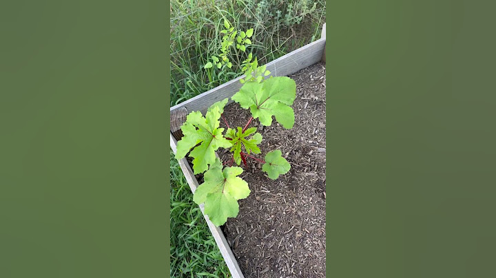 Okra and Raspberries