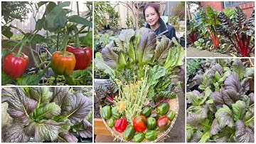 Thu hoạch cải cầu vồng, cải mù tạc lá khủng, ớt chuông cuối mùa sau vườn ở Úc/Sang La Úc Châu