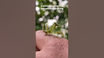 Mantis Magic: Exploring the Enigmatic World of Praying Mantises #funny #trending #shorts