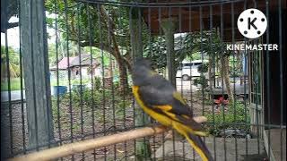 suara PIKAT BURUNG MANTINAN KHAS KALIMANTAN / pancingan dan MASTERAN MANTINAN