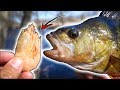 Fishing Perch with Shrimp in Small River - Learn How! | Team Galant