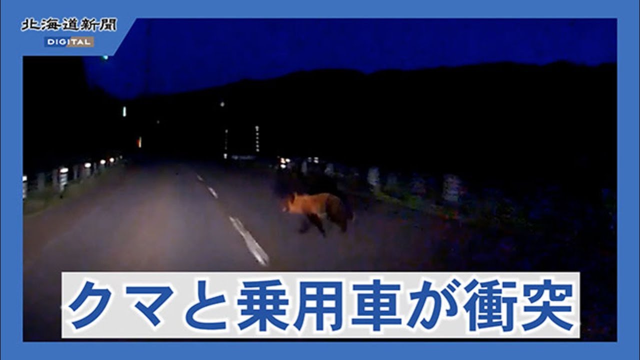 クマと乗用車が衝突 上ノ国の道道 運転の男性にけがなし - YouTube
