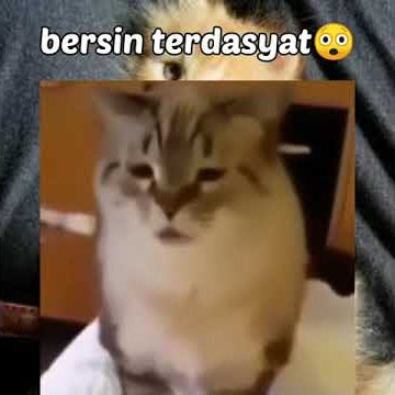 STORY WA TERBARU 2021 30 DETIK | Kucing Lucu