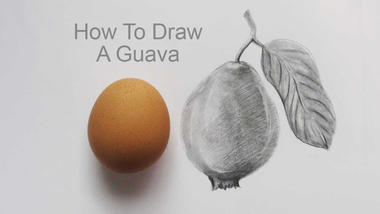 Featured image of post Guava Sketch Drawing From quick conceptual sketches to fully finished artwork sketching is at the heart of the creative this app on the other hand has all the basics paint draw erase layers