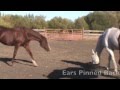 Dominance Hierarchies in Horses