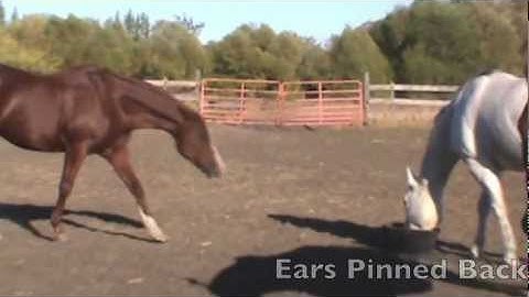 Dominance Hierarchies in Horses