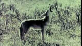 ISRAEL CANNAN - FROM THE START