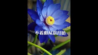 201310 不着相从忍开始30095