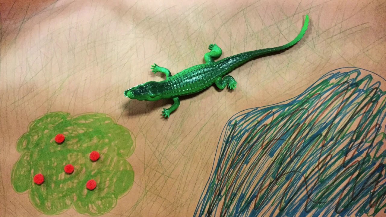 The Hungry Alligator