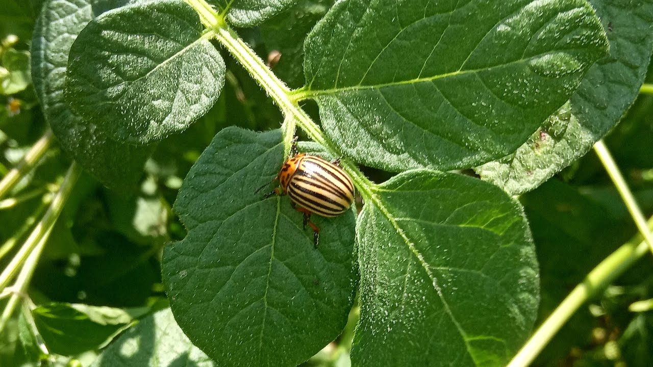 Собираем Колорадских жуков! Leptinotarsa!