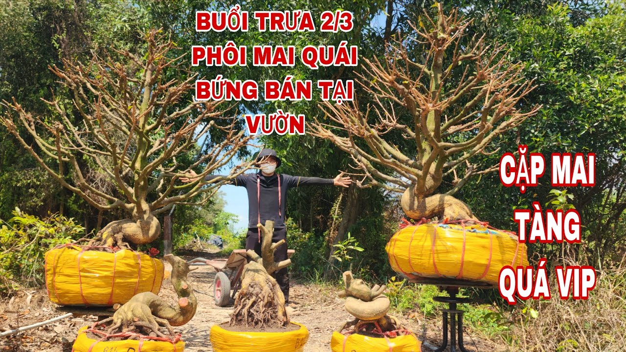 Buổi trưa ngày 2/3 phôi mai quái bứng bán tại vườn cặp tàng quá đẹp ☎0907813169