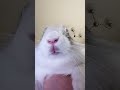bun bun:3 #puppetdragon #puppet #cute #funnyshorts #animals