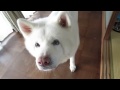 【秋田犬げんき】亡くなったお婆さんの財産を調べる【akita dog】