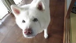 秋田犬げんき Youtube 秋田犬げんき Youtube