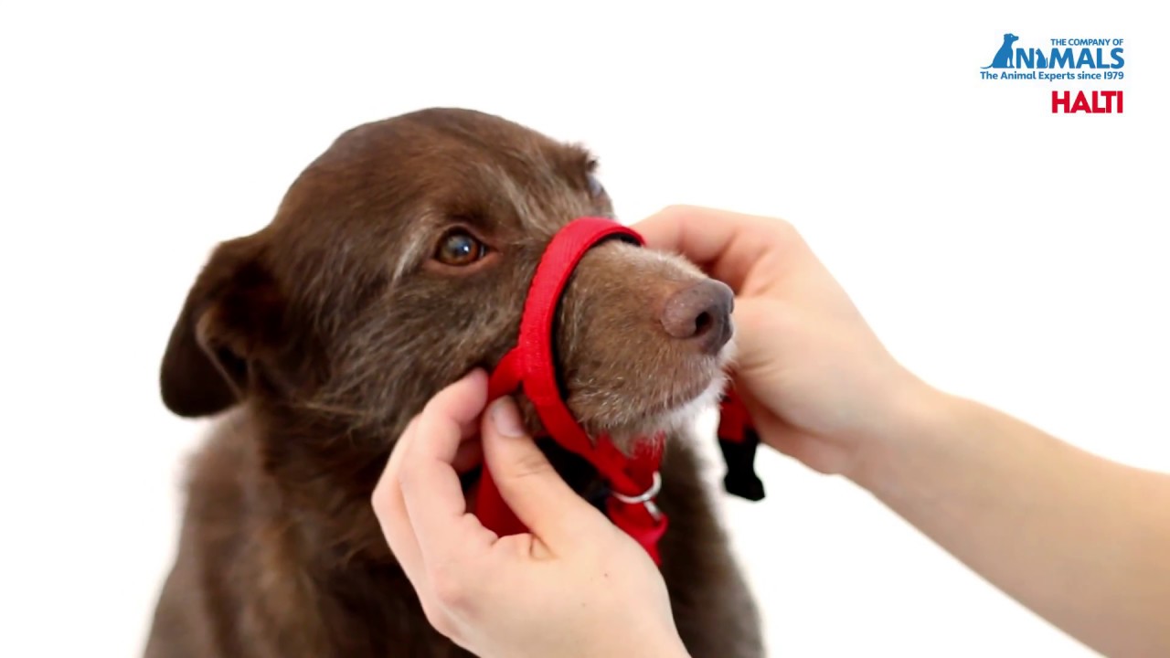 halti dog harness