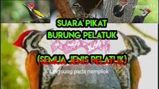 suara pikat semua jenis burung pelatuk.paling ampuh.