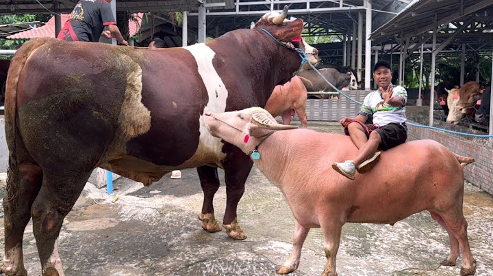 HUNTING SAPI QURBAN RAKSASA 2025 DI JAKARTA‼️🔥🔥🔥