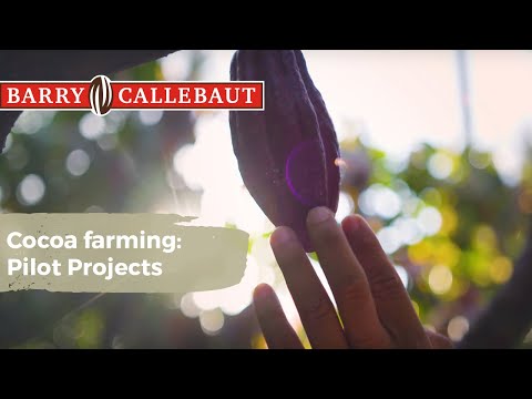 Professionalizing cocoa farming: Barry Callebaut&rsquo;s pilot projects