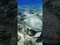 Turtle Magic on Raine Island Great Barrier Reef Turtle Magic on Raine Island Great Barrier Reef