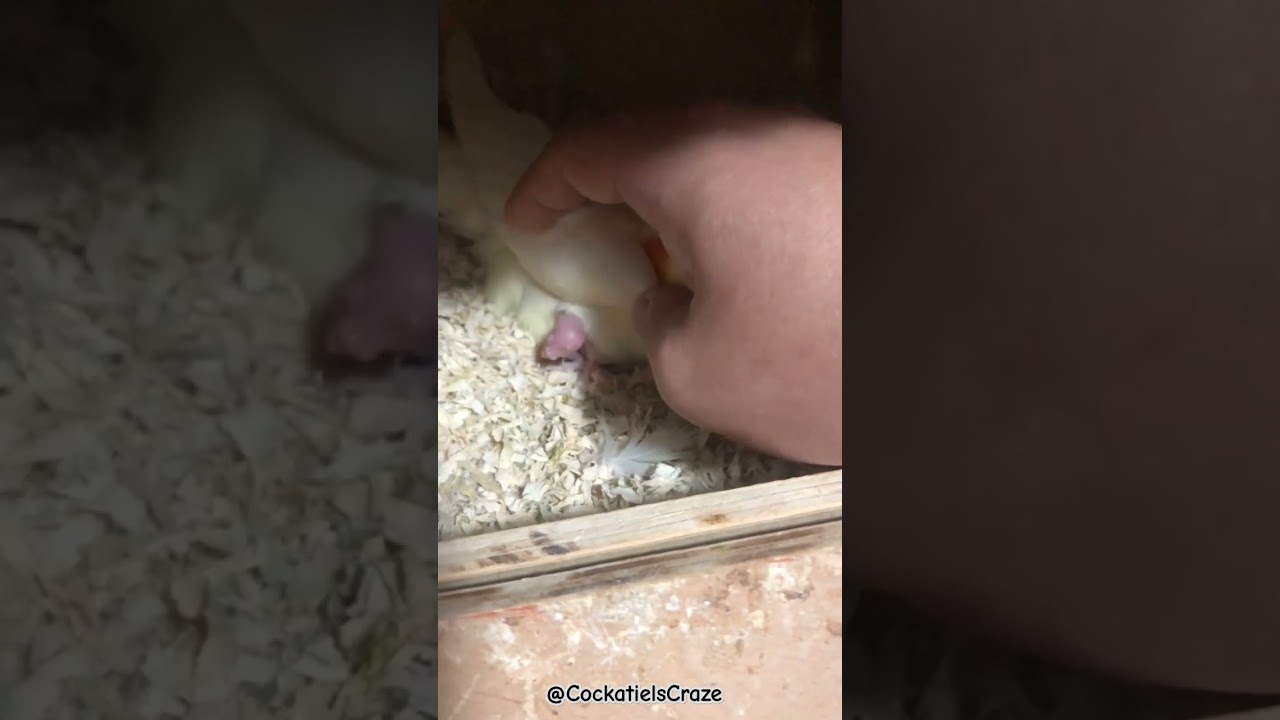 Heartwarming Moments: Mother Cockatiel Caring for Her Adorable Chicks! 🐣 | Cockatiels Craze