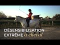Cheval stressé : désensibilisation extrême en selle
