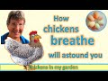 How chickens breathe will astound you  not in then out like us  but continuously in one direction