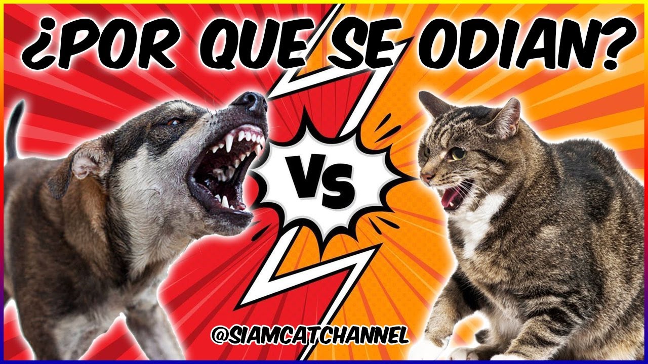 segunda mano Conveniente peine Por Qué Los Perros Odian a Los Gatos? La Verdad Detrás Del Mito 🐶🐱 -  YouTube