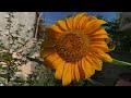 با هم بیا که جور کنیم یک پلان سبز 