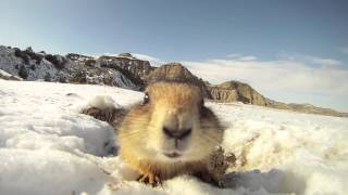 Prairie Dog Up Close!