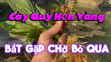 Cây Quý Hơn Vàng, Mà Vùng Nào Cũng Trồng Được | CTVC