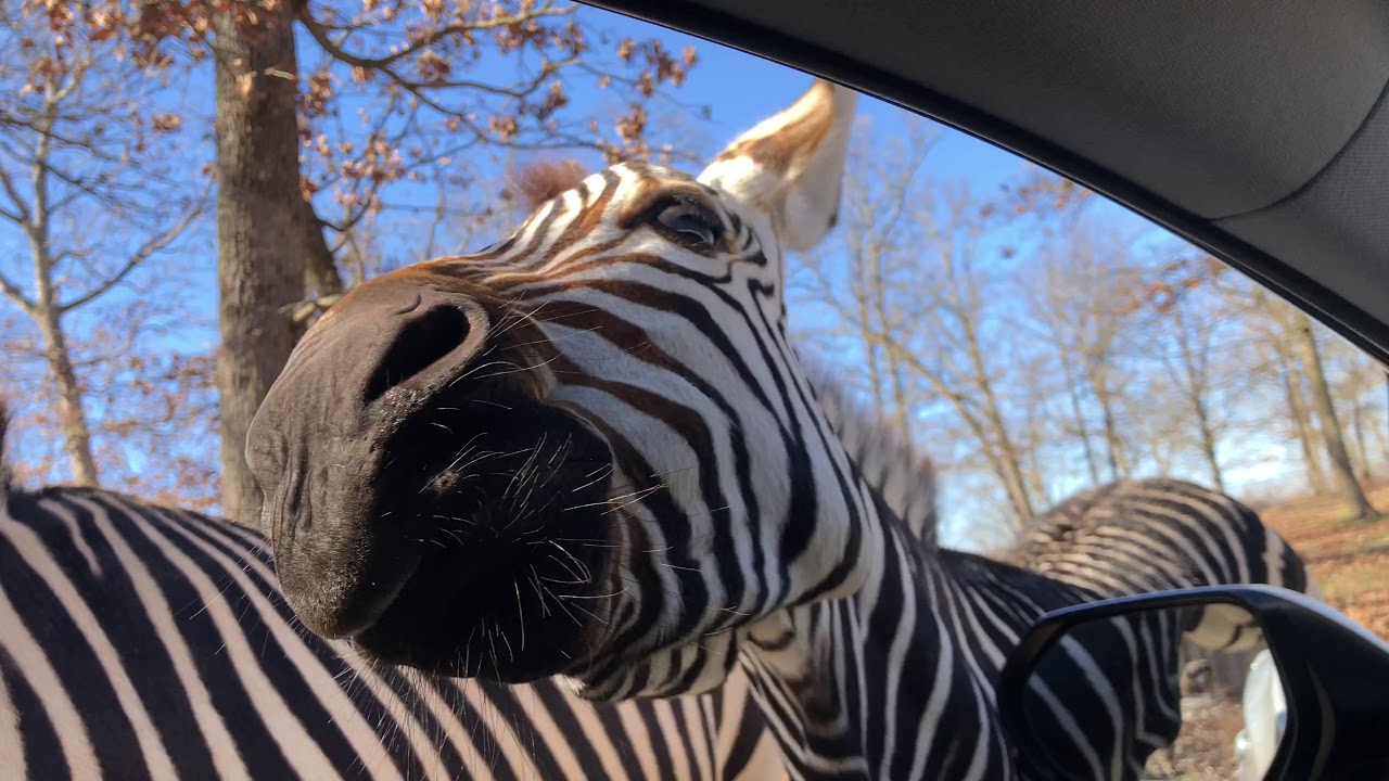 drive thru safari missouri