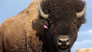 Help Wanted: Bison Ranchers