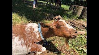 Goats in Van Cortlandt Park - thisistheBronX
