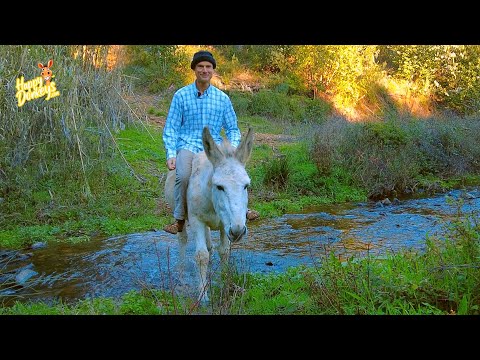 Riding a donkey without anything